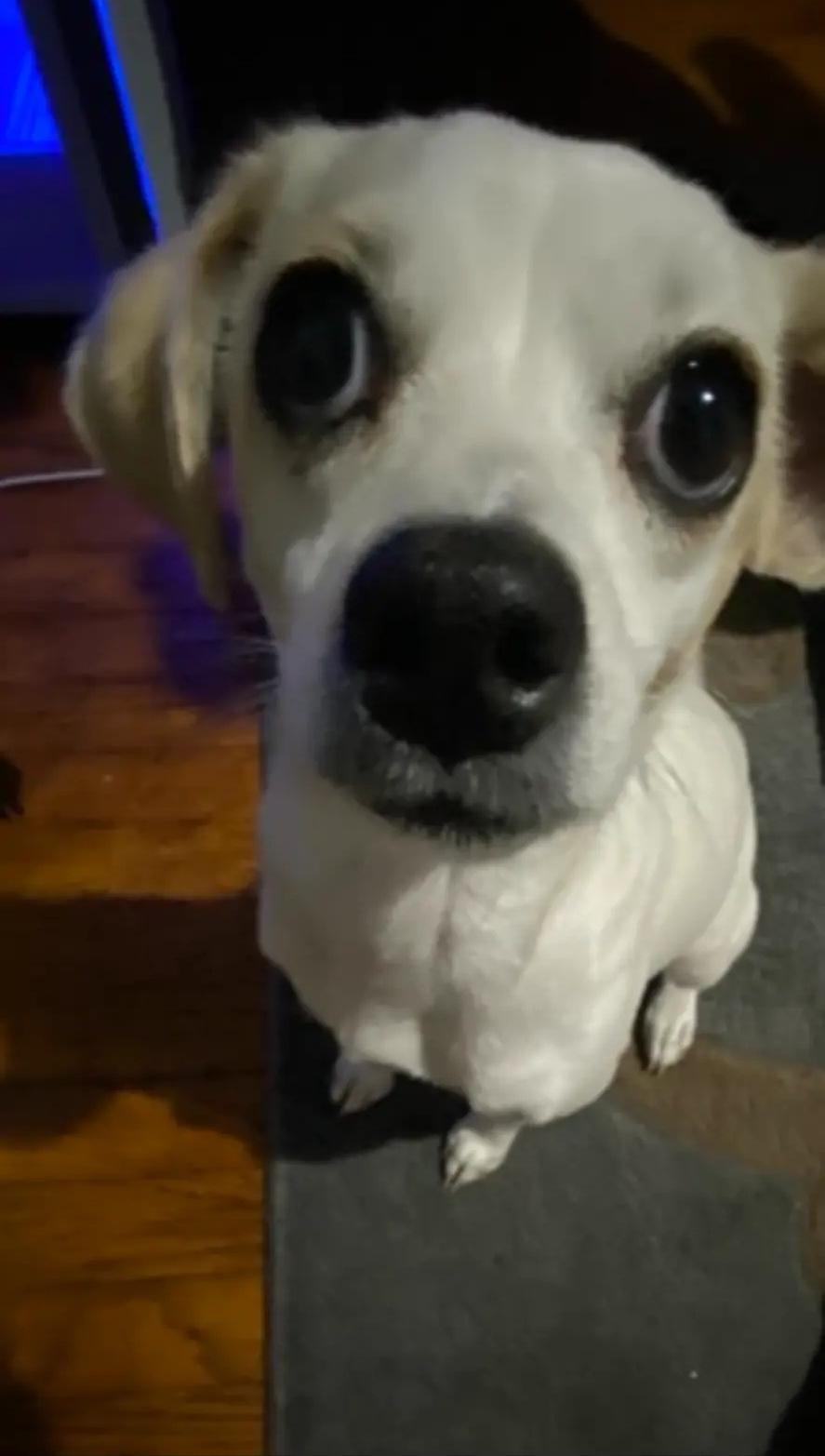 A curious little dog looking up at the camera